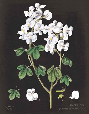 Framed White Sweet Pea Chart Print