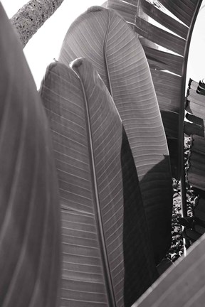 Framed Palm Detail IV BW Print