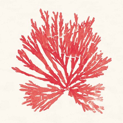 Framed Pacific Sea Mosses II Red Print