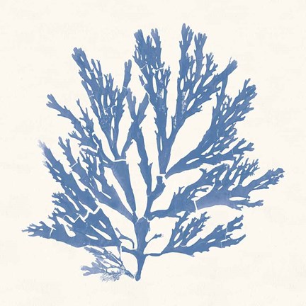 Framed Pacific Sea Mosses I Light Blue Print