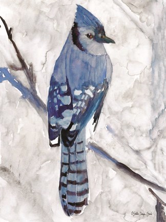 Framed Blue Jay 1 Print
