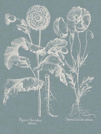 Framed Besler Poppies II Print