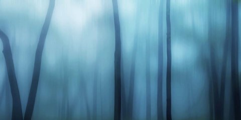 Framed Harriman Woods I Print