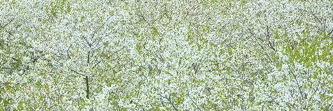 Framed Tree Panorama I Print