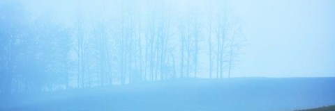 Framed Tree Panorama II Print