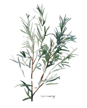 Framed Herb Garden Sketches IV Print