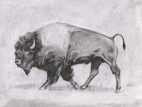 Framed Wild Bison Study II Print