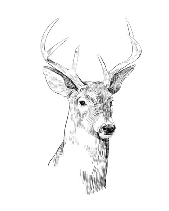 Framed Young Buck Sketch I Print