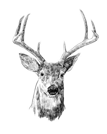 Framed Young Buck Sketch III Print