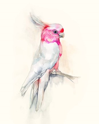 Framed Opera Cockatoo I Print