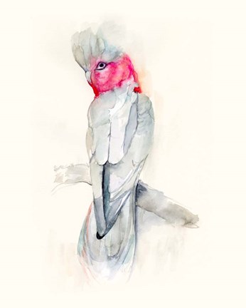 Framed Opera Cockatoo II Print