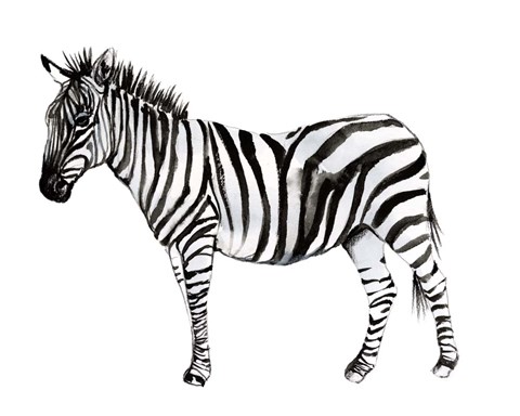 Framed Standing Zebra II Print