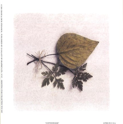 Framed Cottonwood Print