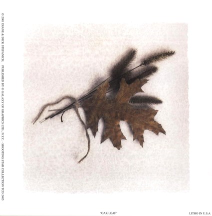 Framed Oak Leaf Print