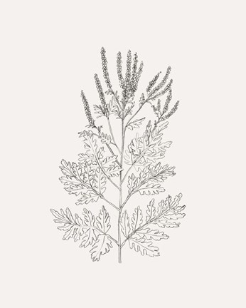 Framed Wild Foliage Sketch II Print