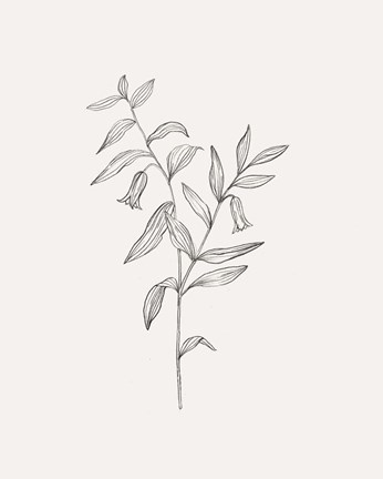 Framed Wild Foliage Sketch IV Print