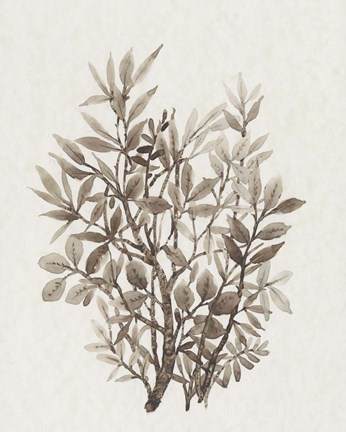 Framed Leaf Arrangement IV Print