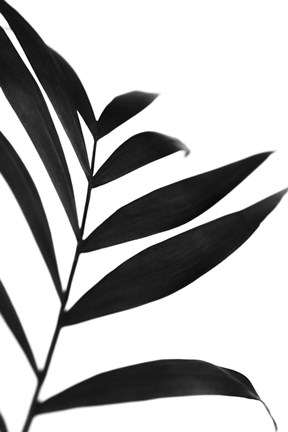 Framed Black Palms IV Print