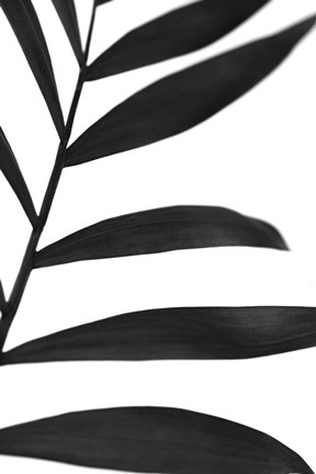 Framed Black Palms V Print