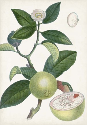Framed Turpin Tropical Fruit XI Print