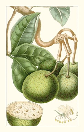 Framed Turpin Exotic Botanical VI Print
