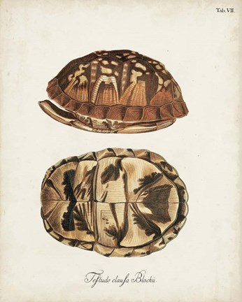Framed Antique Turtles &amp; Shells III Print
