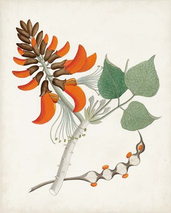 Framed Botanical of the Tropics I Print