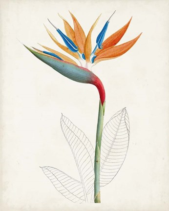 Framed Botanical of the Tropics IV Print