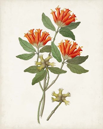 Framed Botanical of the Tropics V Print