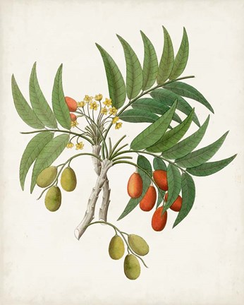 Framed Botanical of the Tropics VI Print