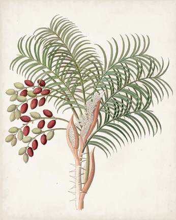 Framed Botanical of the Tropics VII Print
