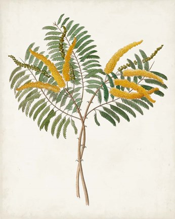 Framed Botanical of the Tropics VIII Print