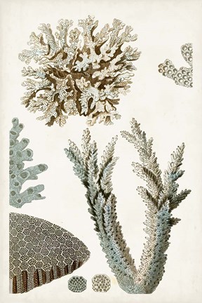 Framed Coastal Curiosity VI Print