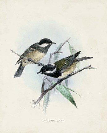 Framed Antique Birds VII Print
