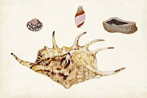 Framed Antique Shell Anthology II Print