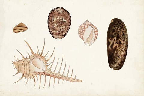 Framed Antique Shell Anthology III Print