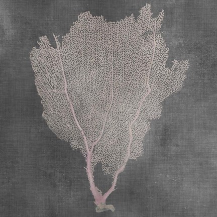 Framed Natural Sea Fan I Print