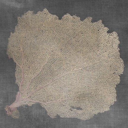 Framed Natural Sea Fan V Print