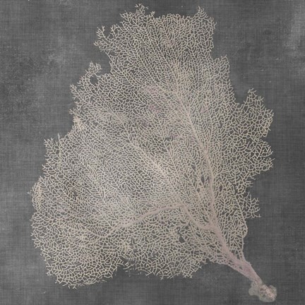 Framed Natural Sea Fan VII Print