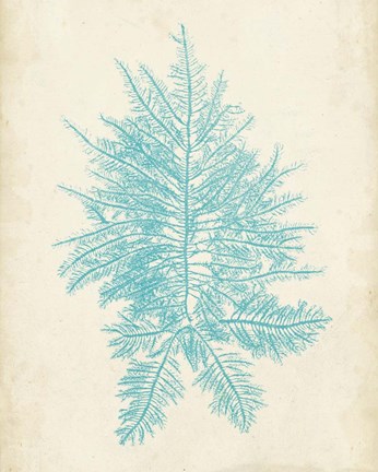 Framed Aquamarine Seaweed III Print