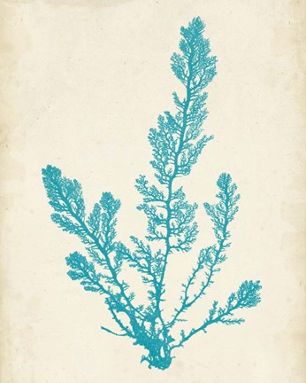 Framed Aquamarine Seaweed VI Print