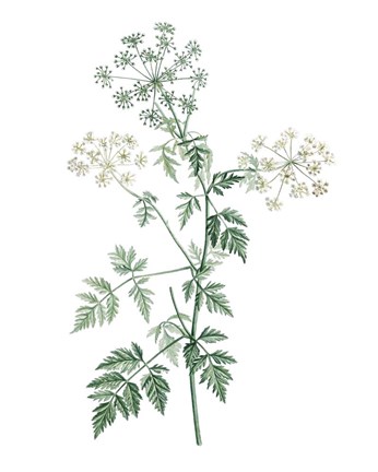 Framed Soft Green Botanical II Print