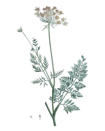 Framed Soft Green Botanical V Print