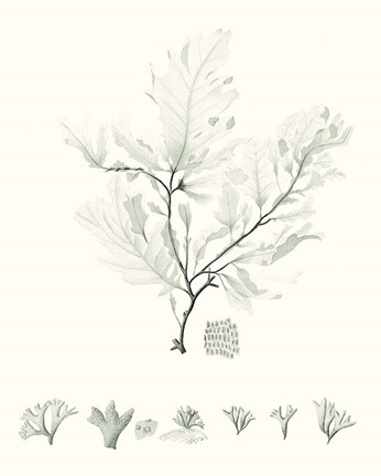 Framed Sage Green Seaweed VII Print