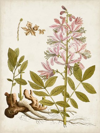 Framed Vintage Charm II Print