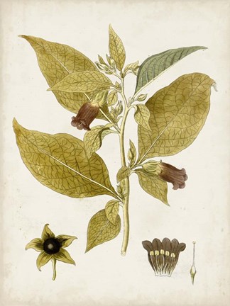 Framed Vintage Charm VI Print