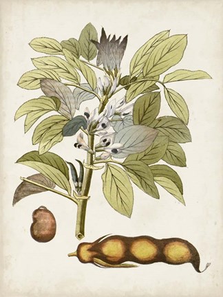 Framed Vintage Charm VIII Print