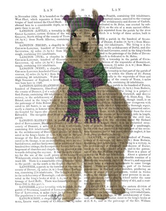 Framed Llama with Purple Scarf, Full Book Print Print