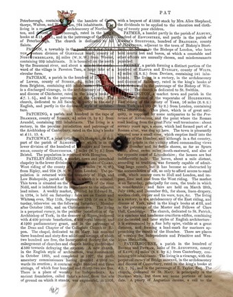 Framed Llama and Birdcage Book Print Print
