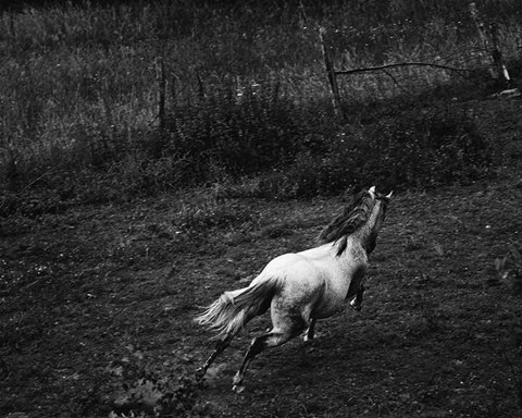 Framed Running Horse Print